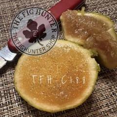 【推定 Persistent Capri Fig】TFH-C188 挿木苗 推定 Persistent Capri Fig】TFH-C188 挿木苗 - メルカリ