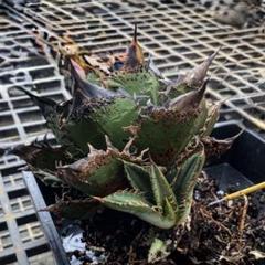 シ*イ様 【タグ付き】アガベ　チタノタ　キングアーサー（13）亞瑟王　中株 タグ付き】アガベ チタノタ キングアーサー（13）亞瑟王 中株