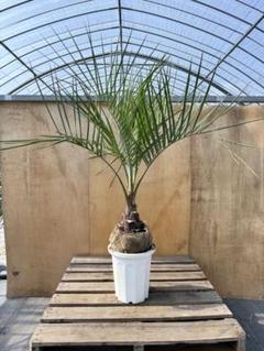 ココスヤシシルバーリーフ【極太】葉先 130cm幹回り65cm 幹高
