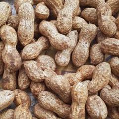 落花生 殻付き1キロ 完全無農薬