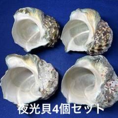 特大夜光貝 ヤコウ貝 まとめ売り 10個 16kg アクセサリー ルアー