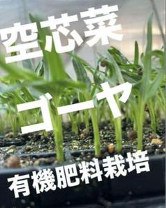 お買得 新鮮苗 空芯菜 15本 ゴーヤ2苗 手作り有機肥料のサムネイル