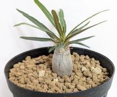 特大鉢 美品 中川智治 作家鉢 植木鉢 アガベ パキプス グラキリス 塊根 植物 特大鉢 美品 中川智治 作家鉢 植木鉢 アガベ パキプス