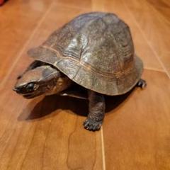 トウブハコガメ骨格標本 剥製 爬虫類