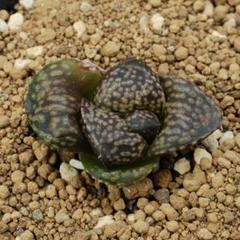 ハオルチア 深海の女王　v-p-モンスト　子株　多肉植物 ハオルチア Haworthia picta モンスト 深海の女王 多肉植物