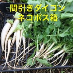 間引き 大根 漬物の中古 未使用品を探そう メルカリ