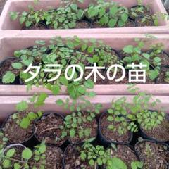 ライライ様のタラの木の苗 ライライ様のタラの木の苗