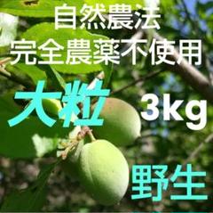 兵庫県産 自然農/完全農薬不使用（白加賀）青梅A級&B級MIX 5kg 白加賀・青梅】自然栽培 農薬・化学肥料不使用！サイズ混合1kg