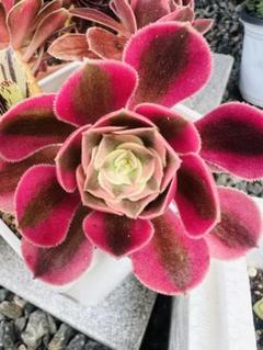 シ*ー様 D401　ピンクウィッチ　抜き苗　24株　多肉植物 エケベリア 韓国苗 Amazon.co.jp: 【Succute】エケベリア 韓国苗（発根済み抜き苗