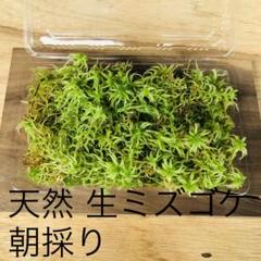 ミズゴケ 生の中古 未使用品を探そう メルカリ ミズゴケ 生の中古 未使用品を探そう メルカリ