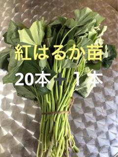 専用ページはるか苗1200本 haruka10-mo1.jpg