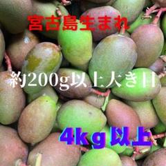 からあげなんやらDX  SALE！！宮古島産　アップルマンゴー 14キロ からあげなんやらDX 様専用 SALE！！宮古島産 アップルマンゴー