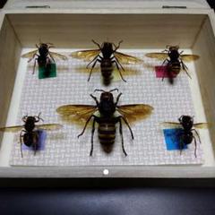 ハチの標本 黒と黄色 約15cm 2025年最新】ハチの人気アイテム - メルカリ