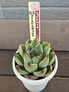 エケベリアセット　札付き　メルカリ便　多肉植物　おらいさん苗　ビーハウス苗 エケベリアセット 札付き メルカリ便 多肉植物 おらいさん苗