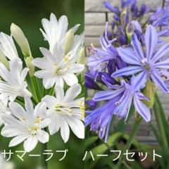 Amazon.co.jp: 花苗 アガパンサス サマーラブ 2株 / 国華園 25