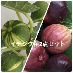 イチジク苗2点セット - メルカリ