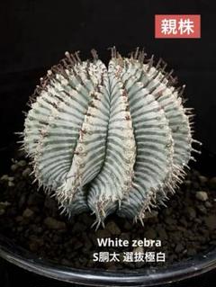 ユーフォルビアホリダ White zebra S胴太 B 選抜極白 - メルカリ