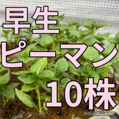 新鮮 早生ピーマン苗 10株のサムネイル