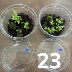 2025年最新】リドレイ ビカクシダの人気アイテム - メルカリ