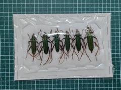 2025年最新】カミキリ 昆虫標本の人気アイテム - メルカリ