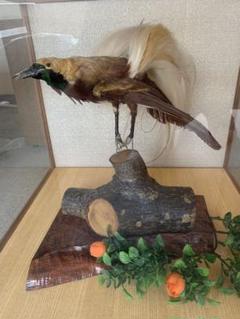 パプアニューギニア　極楽鳥　現地作家油彩画　2枚 パプアニューギニア極楽鳥現地作家油彩画2枚（m82893095830_1