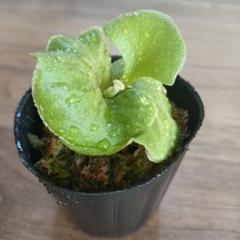 SALE❗️焼杉板付けビカクシダ（リドレイ）Ｐ.ridleyi胞子培養株no.2 ヴィンテージ 通販フラワー・ガーデニング - 感謝SALE❣️焼杉板