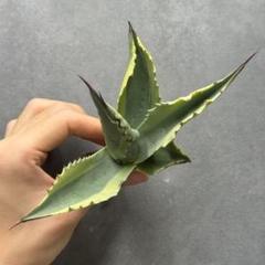 多肉植物・アガベ・チタノタ・【特選】オルカ天芽・斑入り