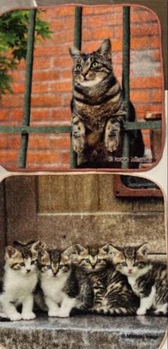 【ご確認用】 新品　未使用　岩合光昭さんハンカチ(=゜ω゜=)♥️猫 ねこ ネコ 2025年最新】岩合光昭 ハンカチの人気アイテム - メルカリ