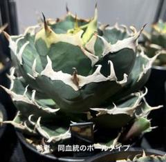 専用　アガベ　チタノタ　雪峰　活着株鉢ごと発送 速達【鉢ごと発送】活着 美株 アガベ チタノタ コブラ TC 上澳