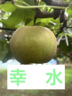 ⚠️ Kei ♡⚠️茨城県産　梨/甘ひびき　秀品/5キロ 茨城県産 梨/甘ひびき 秀品/5キロ 16玉 - メルカリ