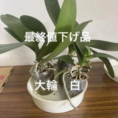 胡蝶蘭(大輪)白 切り株 3個セット 3 - メルカリ
