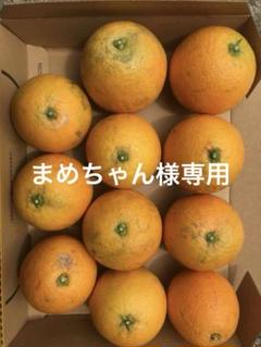 パンダ/訳ありL 2箱セット 国産バレンシアオレンジ4kg x2/箱何でも 訳あり2箱セット 国産バレンシアオレンジ LL 4kg x2箱何でも良い