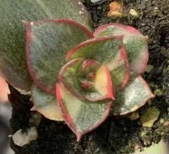 【速達便】22 ジョアンダニエル錦　発根済み　多肉植物 綺麗！ 高級品種！ 多肉植物 ジョアンダニエル錦 抜き苗 葉多い