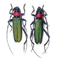 2025年最新】カミキリ 昆虫標本の人気アイテム - メルカリ
