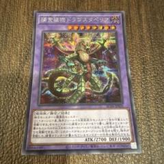 遊戯王　捕食植物ドラゴスタペリア　シークレット　1枚　プレデタープランツのサムネイル