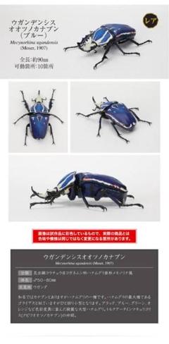 ウガンダ　ウガンデンシス　トルクアータポギー　全てC品 ウガンダウガンデンシストルクアータポギー全てC品
