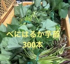 はるか苗1100本専用ページ12日発送 ベニはるか芋苗100本セール - メルカリ