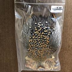 ジャングルコック ケープ フライフィッシング　マテリアル キャナル｜フライマテリアル｜ジャングルコック｜Jungle Cock