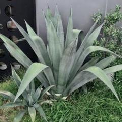 太陽の白い粉の中古 未使用品を探そう メルカリ