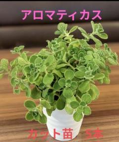 2025年最新】特徴：カット苗 その他多肉植物の人気アイテム