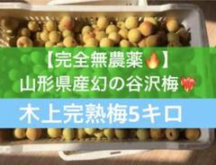 【数量限定】山形県産幻の谷沢梅　木上完熟梅　5キロ　完熟　梅干し　梅ジャム 数量限定】山形県産幻の谷沢梅 木上完熟梅 5キロ 完熟 梅干し 梅
