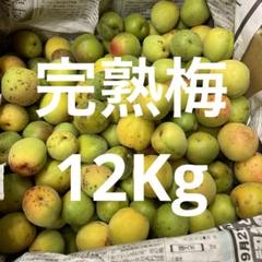 松永産】 6/13収穫分 完熟梅 12kg - メルカリ