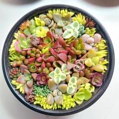 ❤️多肉植物❤️そのまま飾れる寄せ植え❤️スイカねこちゃん❤️ ❤️多肉植物❤️そのまま飾れる寄せ植え❤️スイカねこちゃん