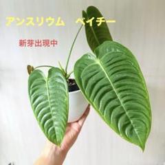 アンスリウム　ベイチー　No.005　鉢、送料込　メルカリ便 anthurium ベイチー - メルカリ