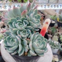 【速達付】22七福美尼色錦　大きくカット　多肉植物 速達付】22七福美尼色錦 大きくカット 多肉植物 - メルカリ