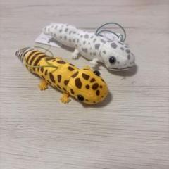レオパのきいちゃん おともだち LMC ２種類セット