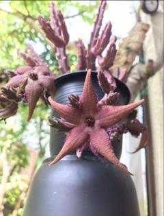 メルカリ便発送☆多肉植物 アロエ属 悪の女王(ちょび根苗です) メルカリ便発送☆多肉植物 アロエ属 悪の女王(ちょび根苗です