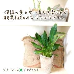 【B級品/育て方簡単】深緑の葉と甘い香りを楽しめる観葉植物♪スパティフィラム
