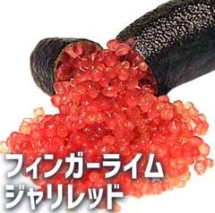 フィンガーライム【ジャリレッド】根付き 苗 粒 柑橘 赤 庭木 鉢花 苗木 接木のサムネイル