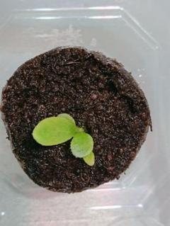新品?正規品 ビカクシダ bacteria 小 sporeling - 植物/観葉植物 新品?正規品 ビカクシダ bacteria 小 sporeling - 植物/観葉植物